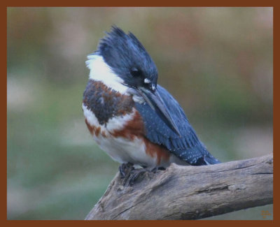 belted-kingfisher-10-18-10-037b.JPG