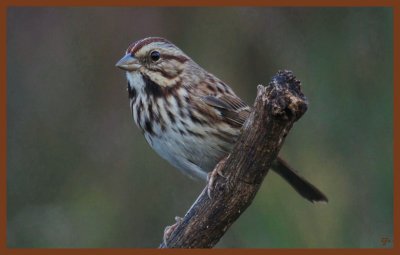 song sparrow-10-20-10-214c1b.JPG
