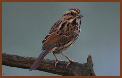 song sparrow-10-20-10-204c1b.JPG