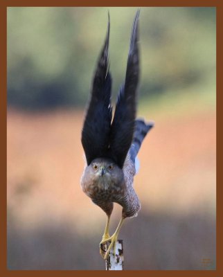 sharp-shinned hawk-10-18-10-087c1b.JPG