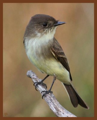 eastern phoebe-10-25-10-455c1b.JPG