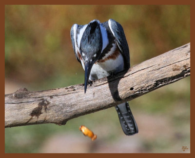 belted-kingfisher-10-26-10-685b.JPG