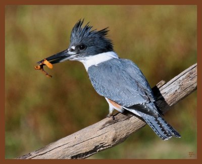 belted-kingfisher-10-26-10-659b.JPG