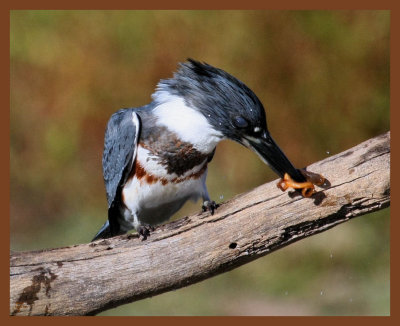 belted-kingfisher-10-26-10-673b.JPG