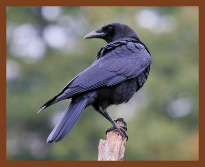 american crow-10-22-10-351b.JPG