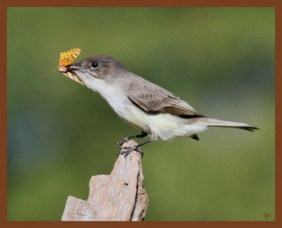 eastern phoebe-10-27-10-752b.JPG