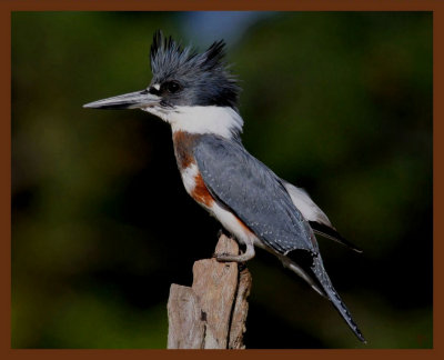 belted-kingfisher-10-27-10-766b.JPG