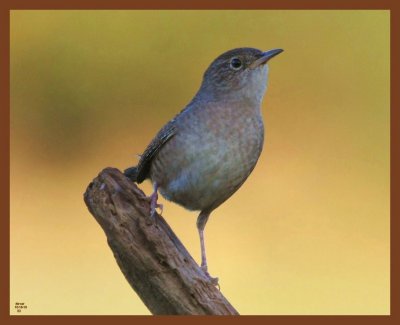 house wren-10-16-10-774b.JPG