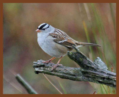 white-crowned sparrow-11-2-10-058b.JPG