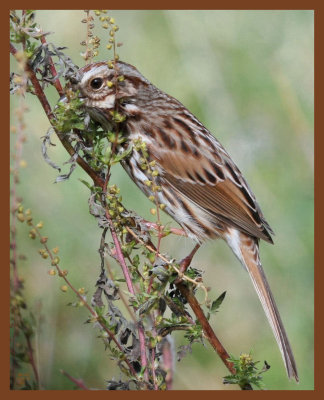 song sparrow-11-3-10-352b.JPG