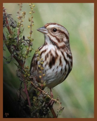 song sparrow-11-3-10-346b.JPG