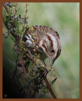 song sparrow-11-3-10-345b.JPG