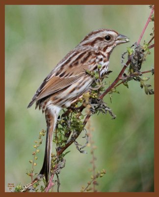 song sparrow-11-3-10-360b.JPG