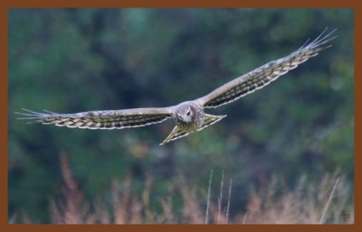 northern harrier-11-3-10-193c2b.JPG