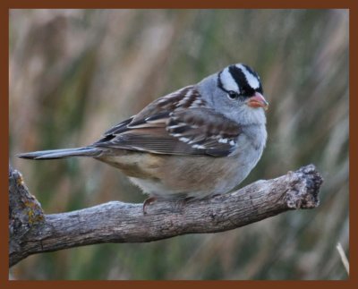 white-crowned sparrow-11-6-10-599b.JPG