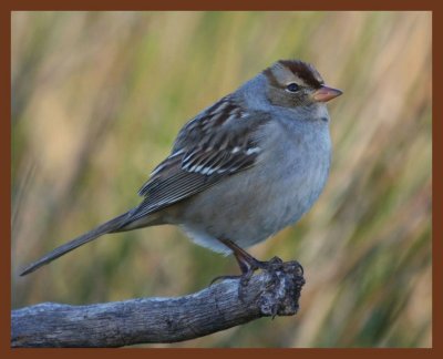 white-crowned sparrow-11-6-10-661b.JPG