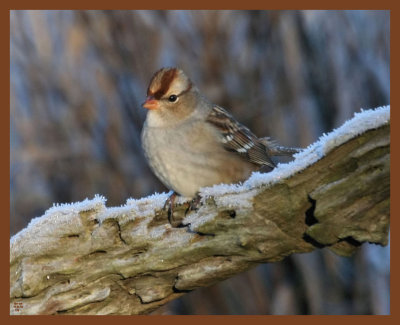 white-crowned sparrow-11-6-10-837b.JPG