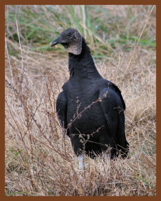 black vulture-11-12-10-225c1b.JPG