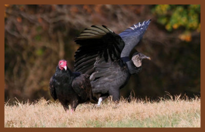 black  turkey vultures-11-12-10-229c2b.JPG
