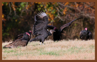 black  turkey vultures-11-12-10-227c2b.JPG