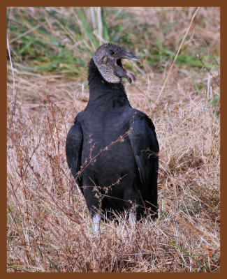 black vulture-11-12-10-220c1b.JPG