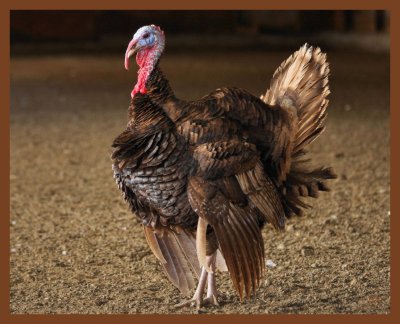 auburn turkey-12-12-10-031b.JPG