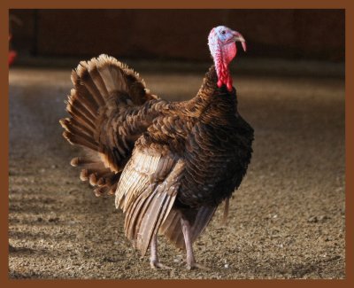 auburn turkey-12-12-10-022b.JPG