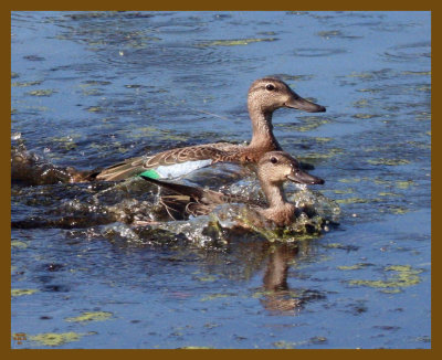 blue-winged teal-9-8-12-690b.JPG