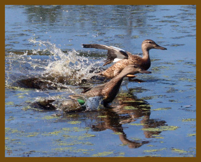 blue-winged teal-9-8-12-689b.JPG