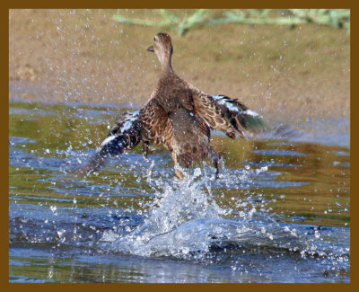 blue-winged teal-9-8-12-535b.JPG