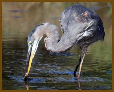 great blue heron-9-10-12-888b.JPG