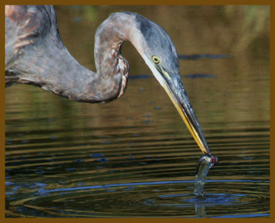 great blue heron-9-10-12-849b.JPG