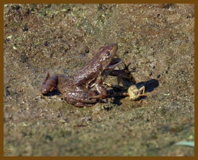 grasshopper-frog-9-7-12-273b.JPG