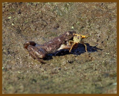 grasshopper-frog-9-7-12-272b.JPG