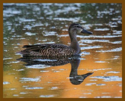 blue-winged teal-9-8-12-290b.JPG