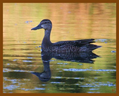 blue-winged teal-9-8-12-313b.JPG