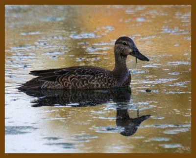 blue-winged teal-9-8-12-306b.JPG