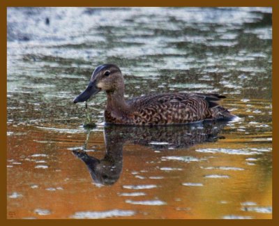 blue-winged teal-9-8-12-297b.JPG