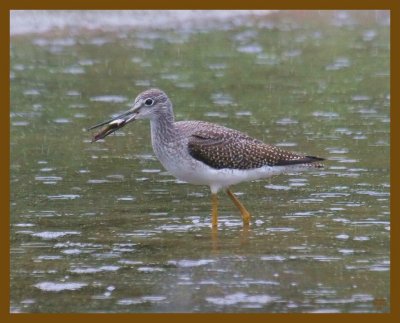 greater yellowlegs-9-15-12-264b.JPG