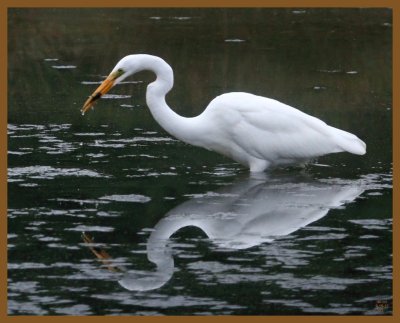 great egret-9-16-12-723b.JPG