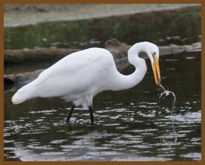 great egret-9-16-12-705b.JPG