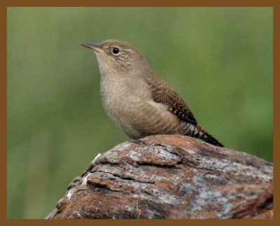 house wren-10-2-12-829b.JPG