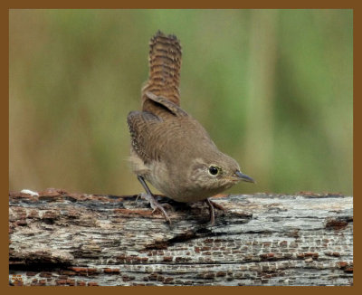 house wren-10-2-12-876b.JPG