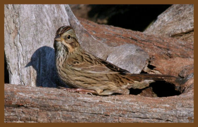lincolns sparrow-10-4-12-124c2b.JPG