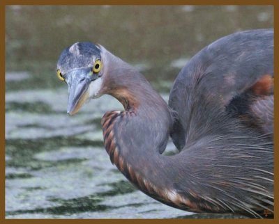 great blue heron-10-10-12-449b.JPG