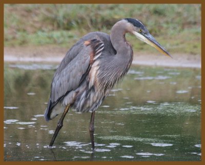 great blue heron-10-10-12-414b.JPG