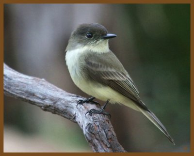 eastern phoebe-10-13-12-466b.JPG