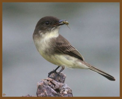 eastern phoebe-10-13-12-504b.JPG