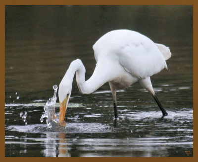 great egret-10-13-12-614b.JPG