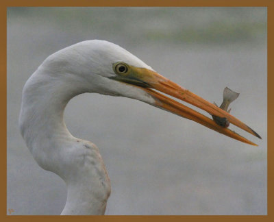 great egret-10-13-12-549b.JPG